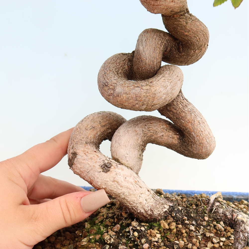 Bonsai voor buiten -Carpinus CARPINOIDES - Koreaanse haagbeuk