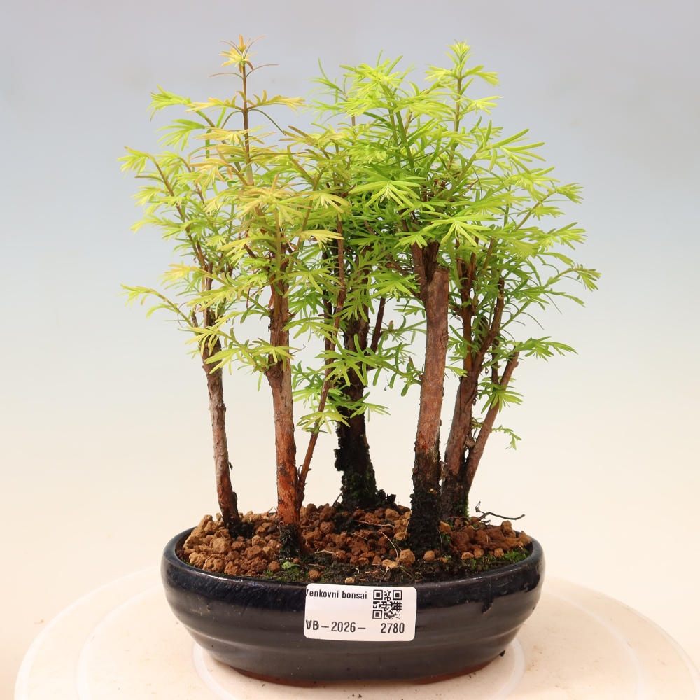 Buitenbonsai - Metasequoia glyptostroboides - Chinese metasequoia - bosje