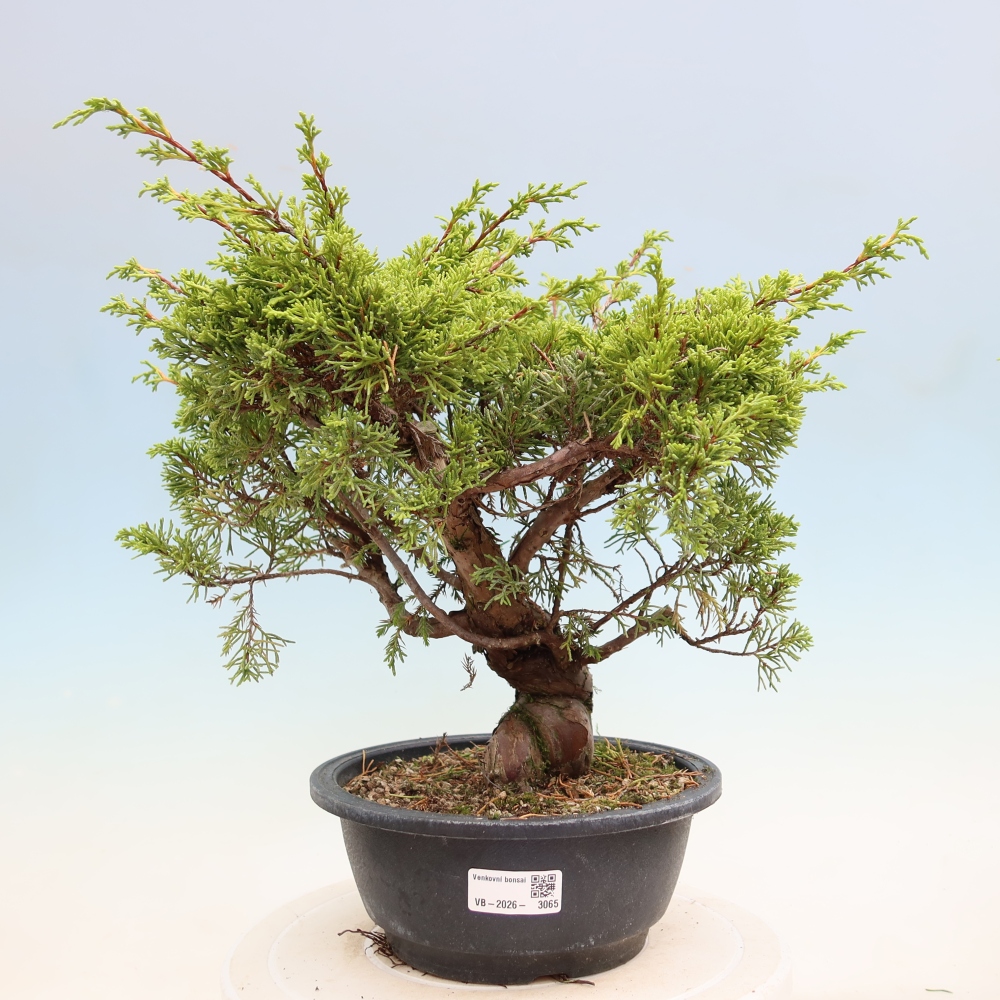 Bonsai voor buiten - Juniperus chinensis Itoigawa-Juniperus chinensis