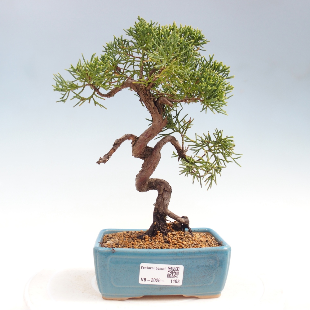 Bonsai voor buiten - Juniperus chinensis Kishu