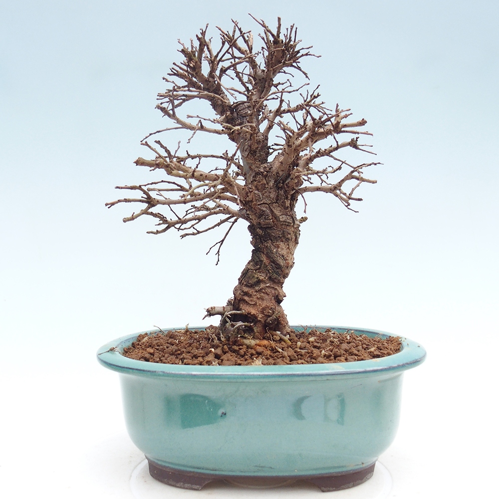 Bonsai voor buiten - Zelkova - Zelkova NIRE