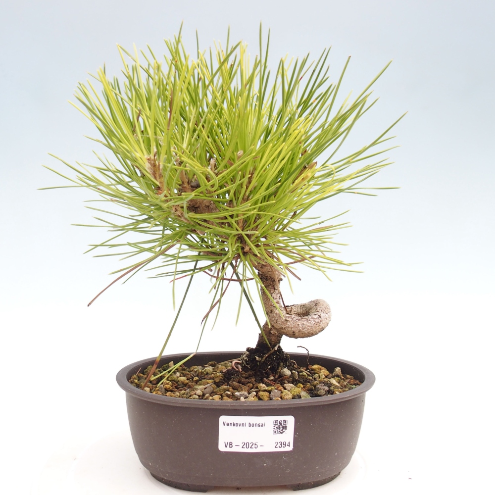 Bonsai voor buiten - Pinus thunbergii - Thunberg den