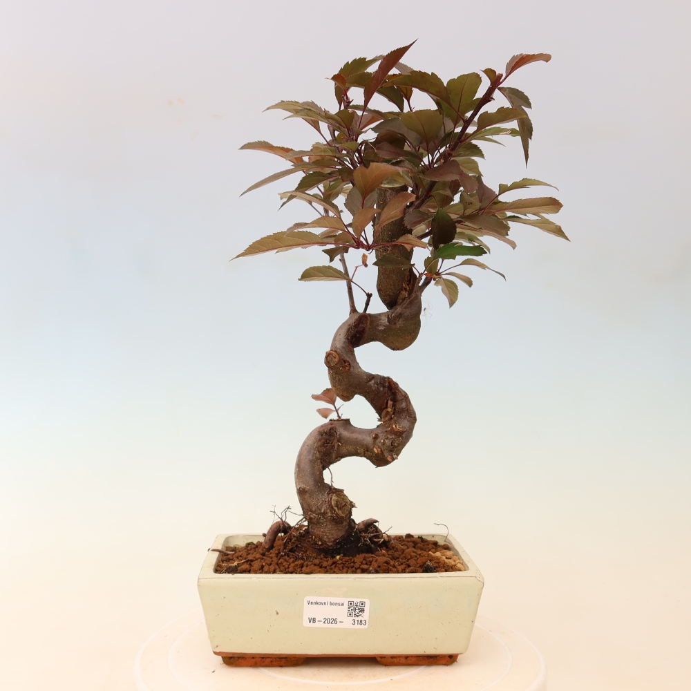 Bonsai voor buiten -Malus domestica - Roodbladige appelboom met kleine vruchten