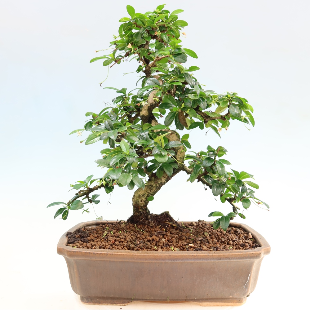 Kamerbonsai - Carmona macrophylla - Thee fuki