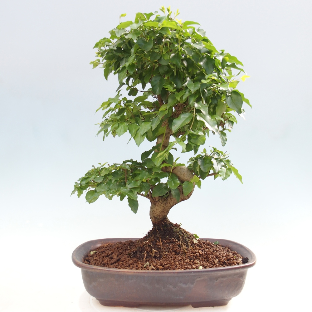 Kamerbonsai -Ligustrum chinensis - Vogelsnavel