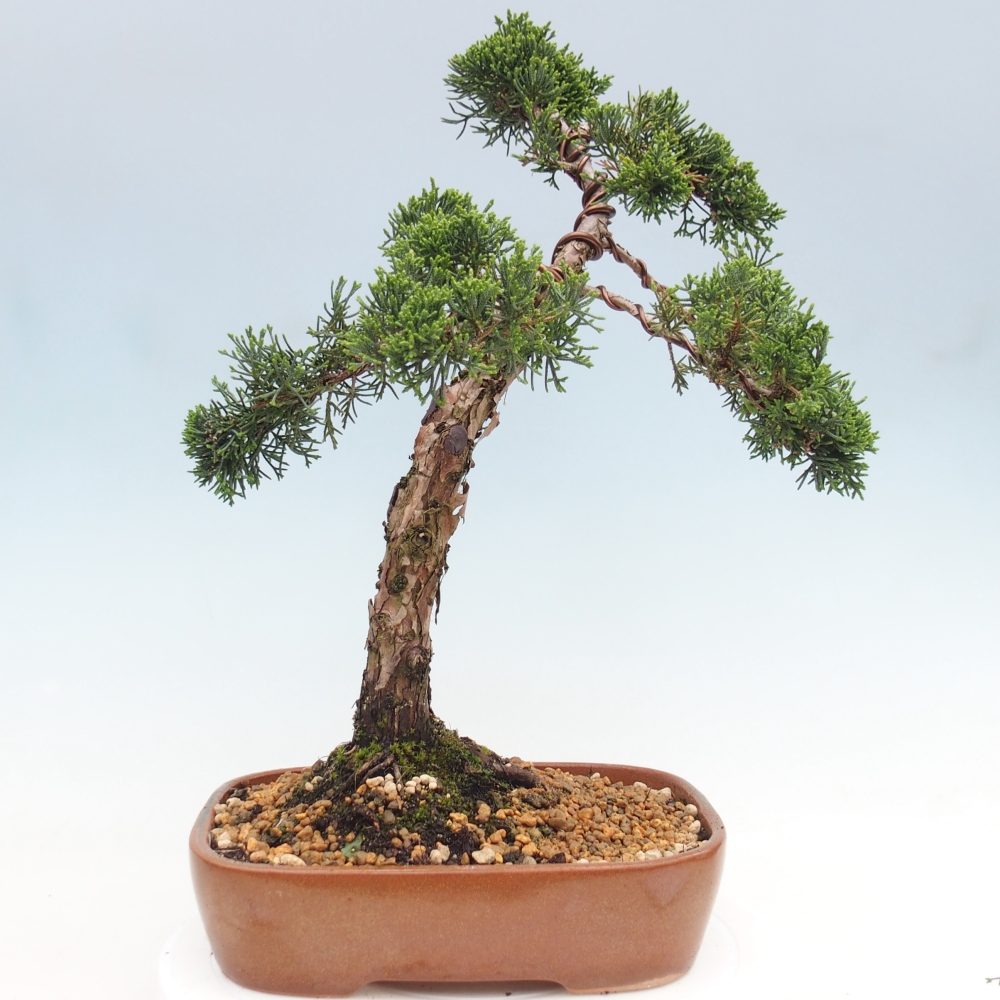 Bonsai voor buiten - Juniperus chinensis Kishu