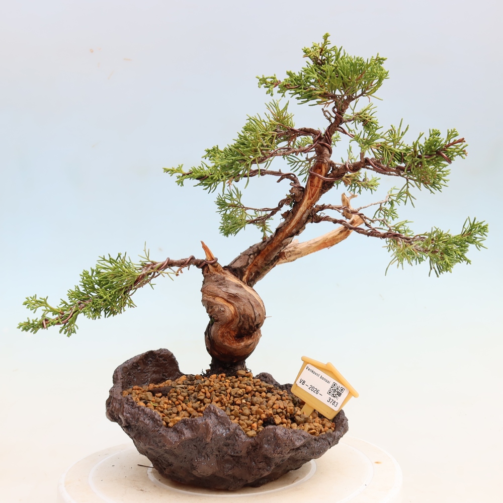 Bonsai voor buiten - Juniperus chinensis Itoigawa-Juniperus chinensis