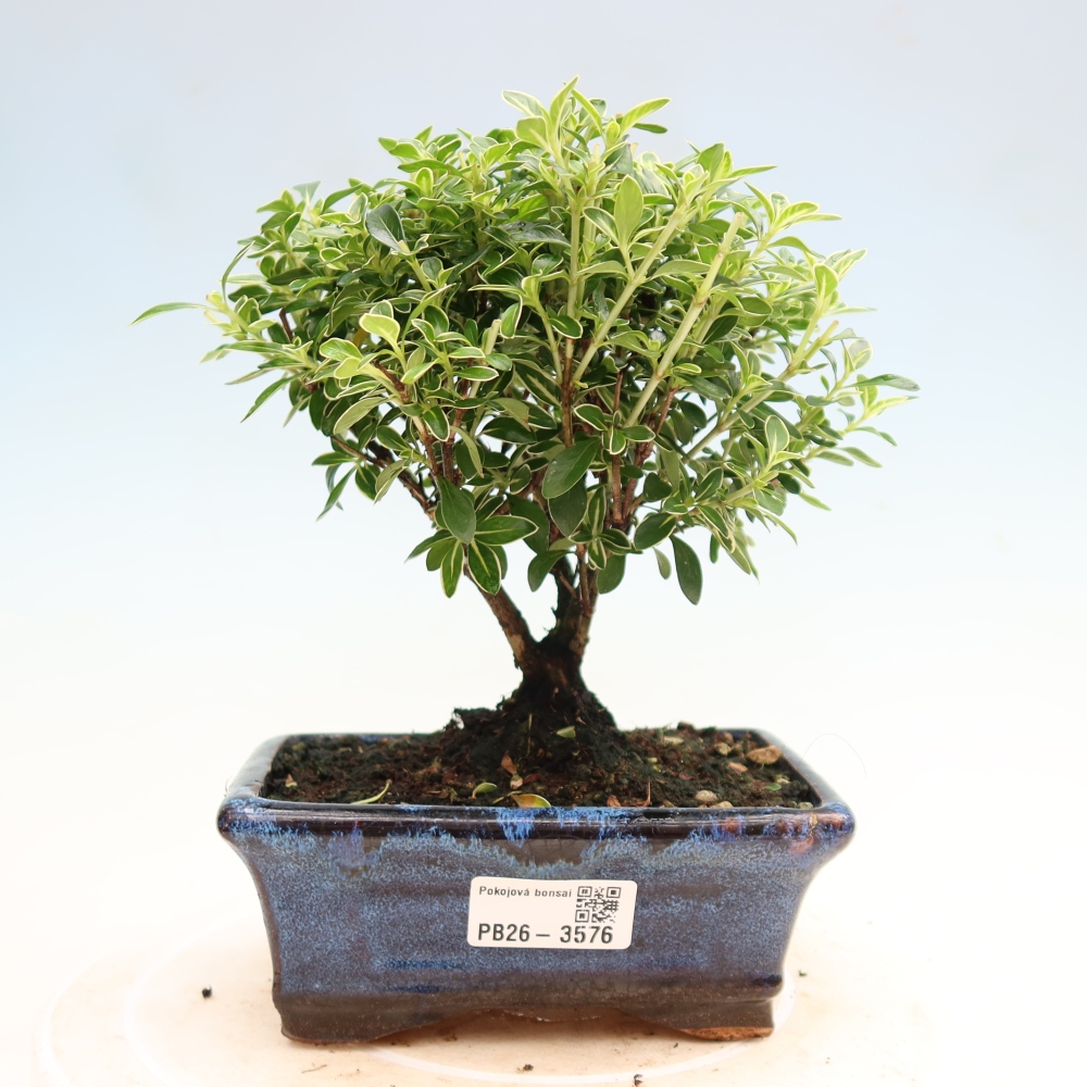 Kamerbonsai - Serissa foetida Variegata - Boom van duizend sterren