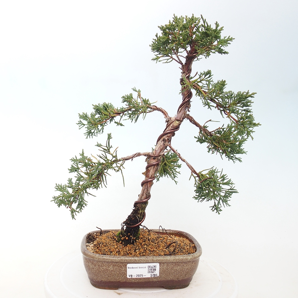 Bonsai voor buiten - Juniperus chinensis Kishu