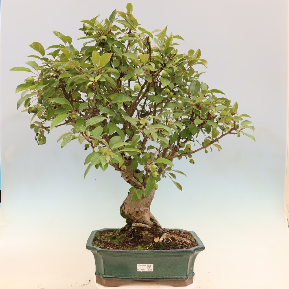 Bonsai voor buiten -Malus halliana - Appelboom met kleine vruchten