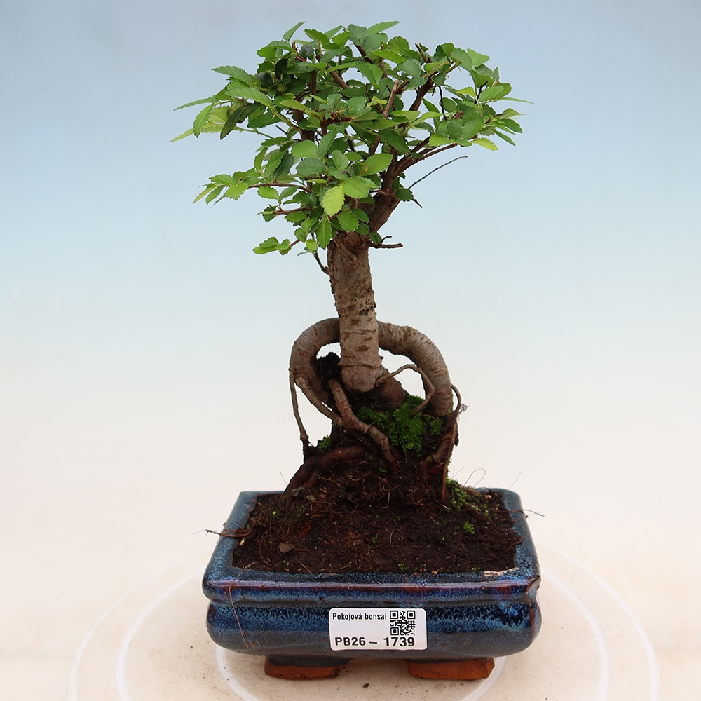 Kamerbonsai - Ulmus parvifolia - Winteriep