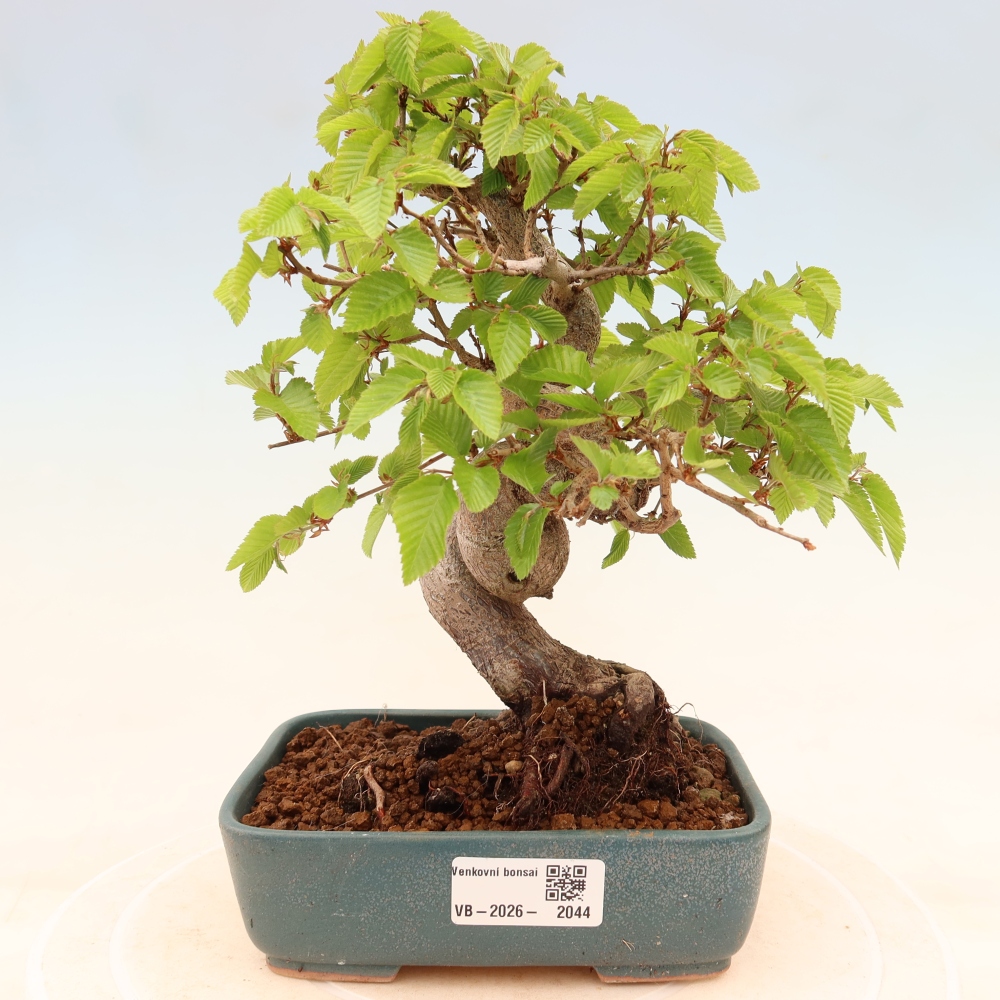 Bonsai voor buiten -Carpinus Coreana - Koreaanse haagbeuk