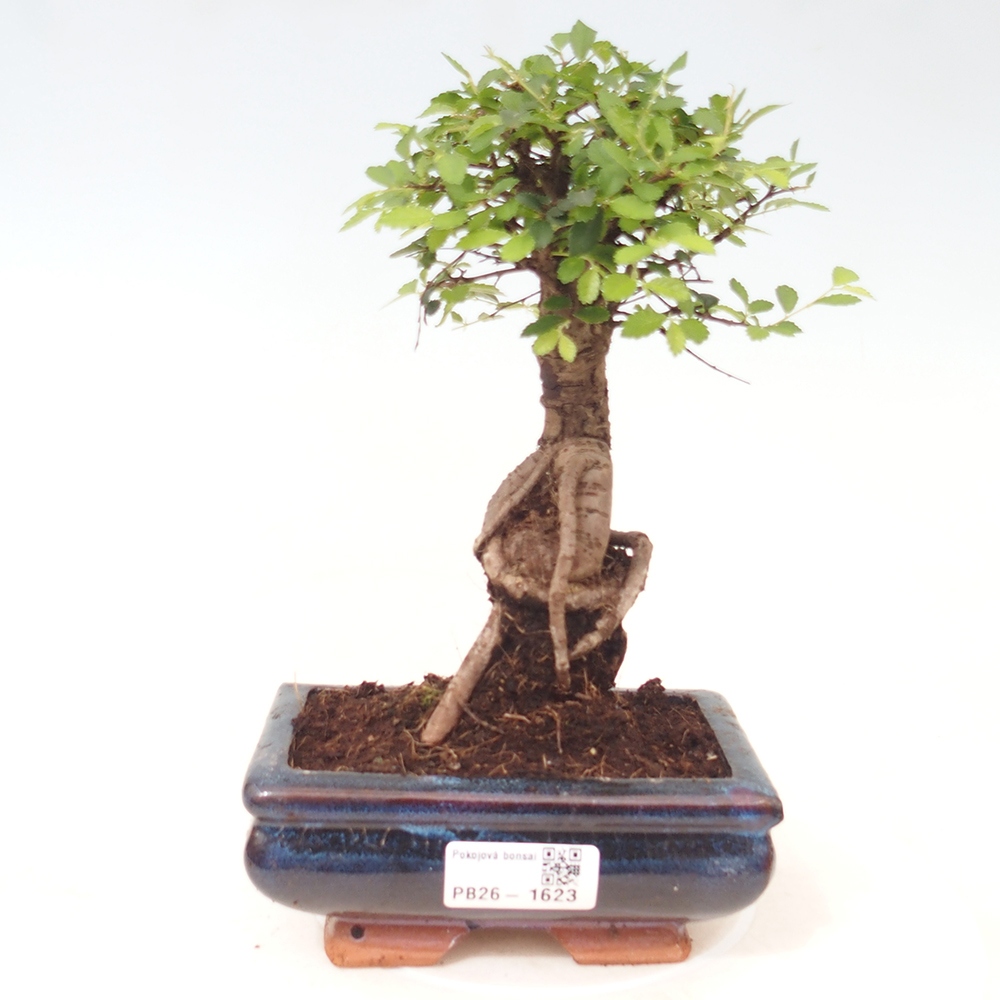 Kamerbonsai - Ulmus parvifolia - Winteriep