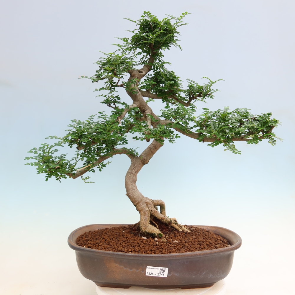 Kamerbonsai - Zantoxylum piperitum - peperboom