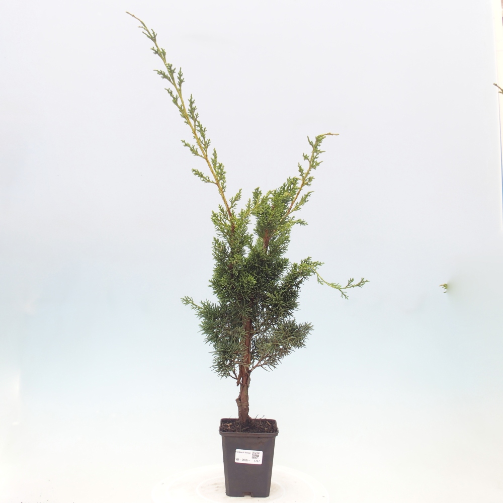 Bonsai voor buiten - Juniperus chinensis Kishu