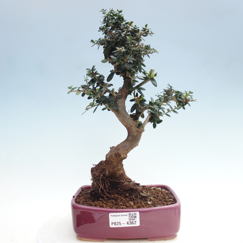 Bonsai voor binnen - Olea europaea sylvestris