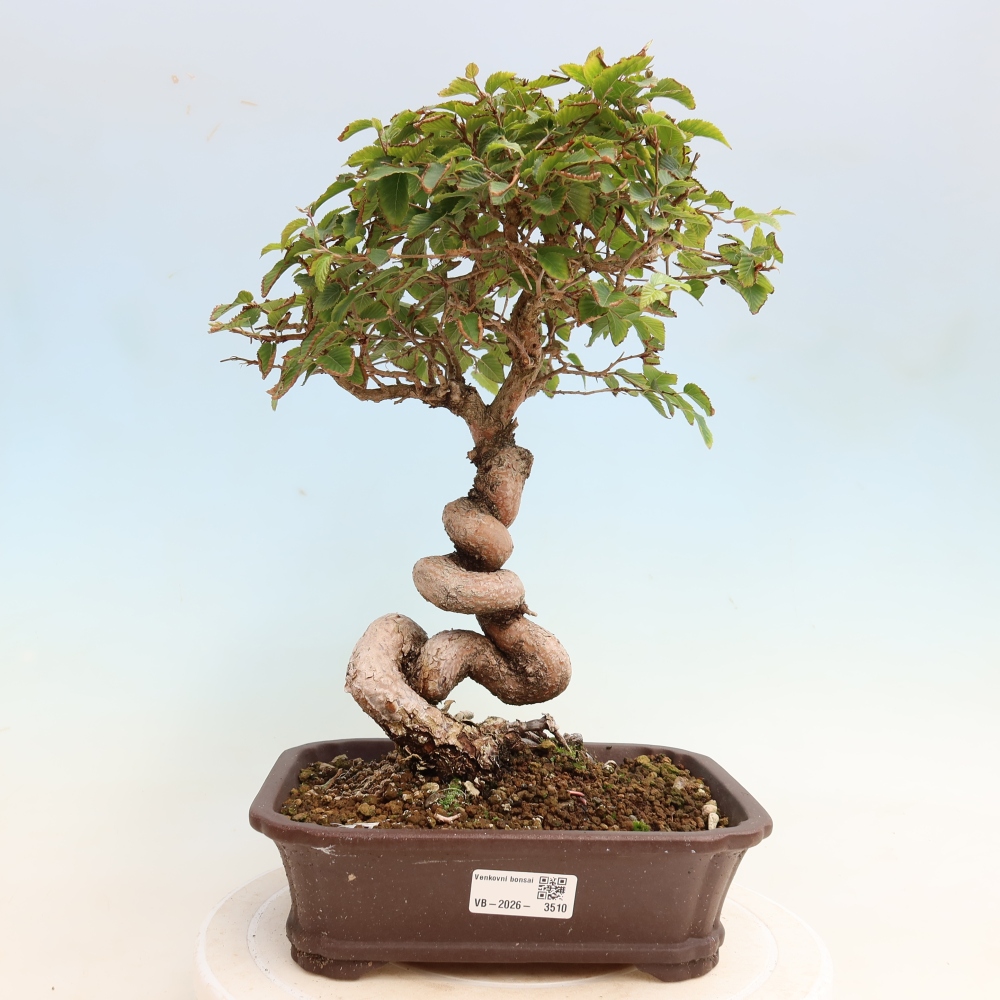 Bonsai voor buiten -Carpinus CARPINOIDES - Koreaanse haagbeuk