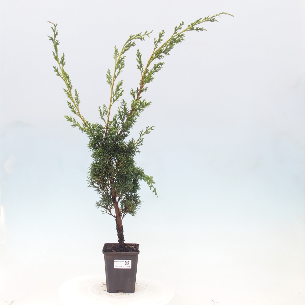 Bonsai voor buiten - Juniperus chinensis Kishu