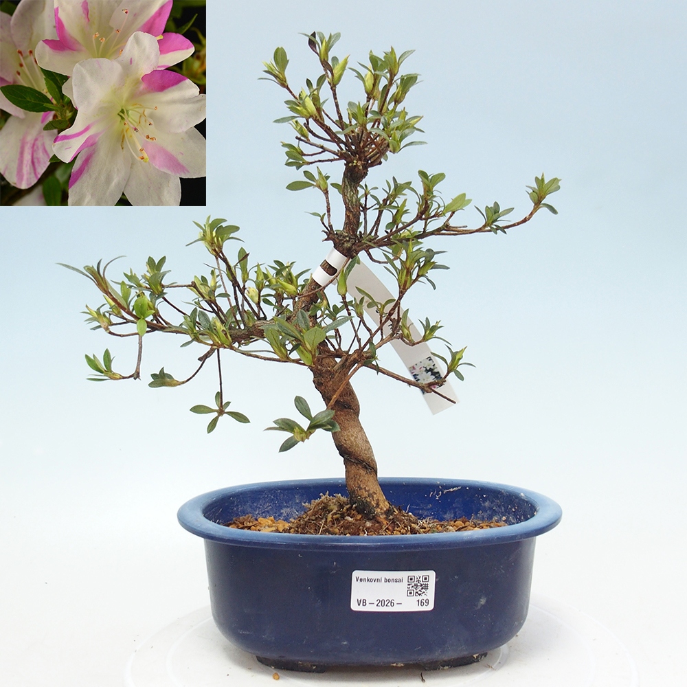 Bonsai voor buiten - Japanse Azalea - Azalea Hand
