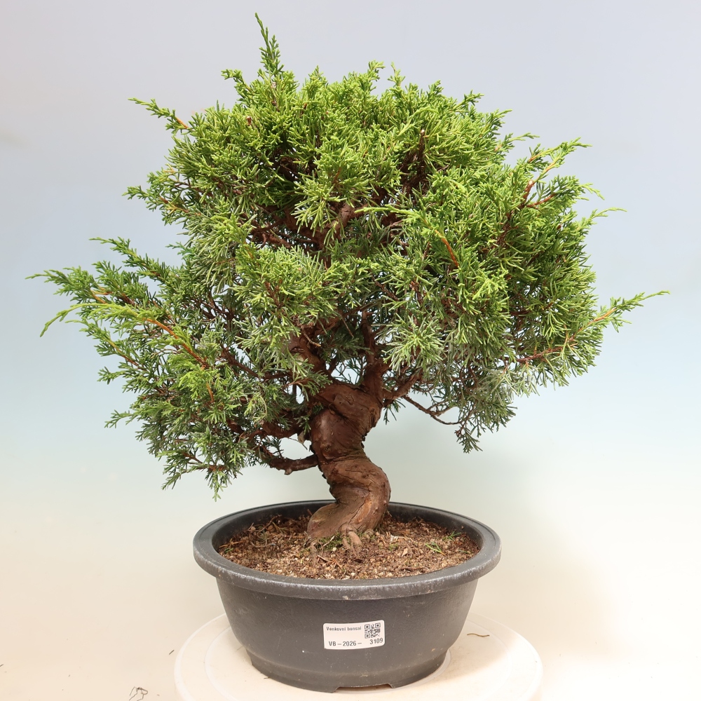 Bonsai voor buiten - Juniperus chinensis Itoigawa-Juniperus chinensis