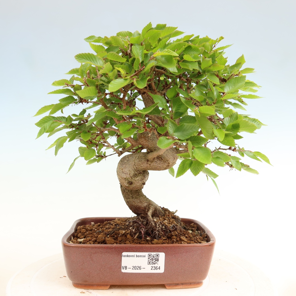 Bonsai voor buiten -Carpinus Coreana - Koreaanse haagbeuk