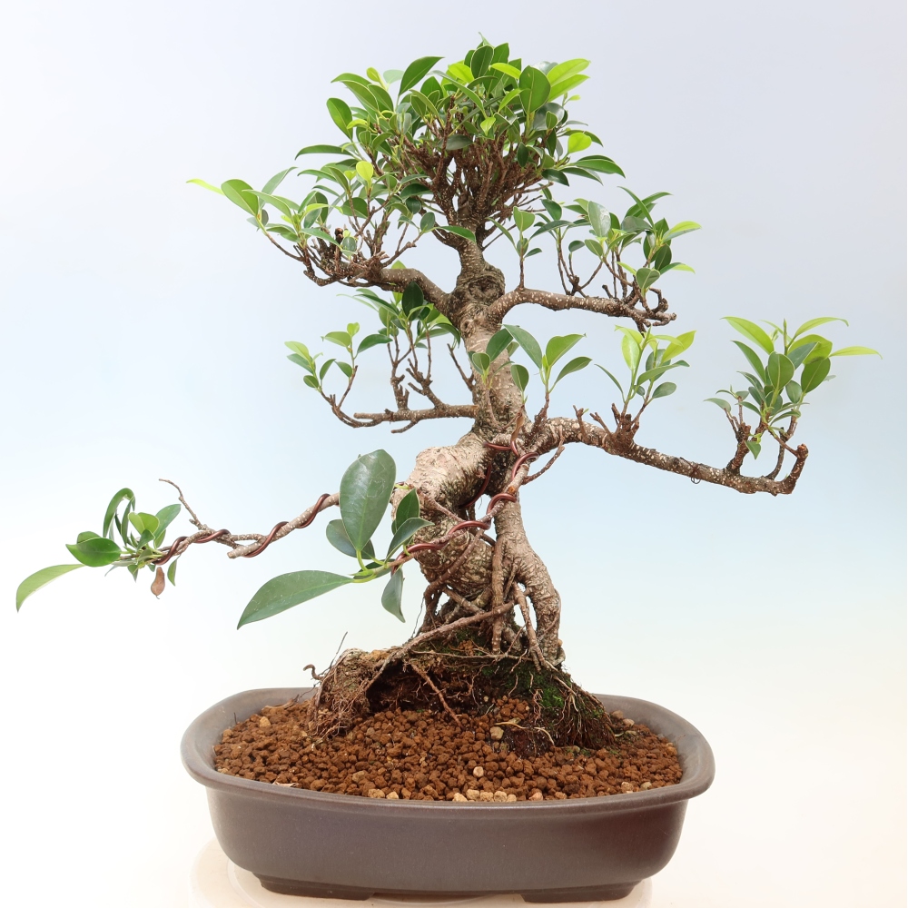Kamerbonsai - Ficus kimmen - kleinbladige ficus
