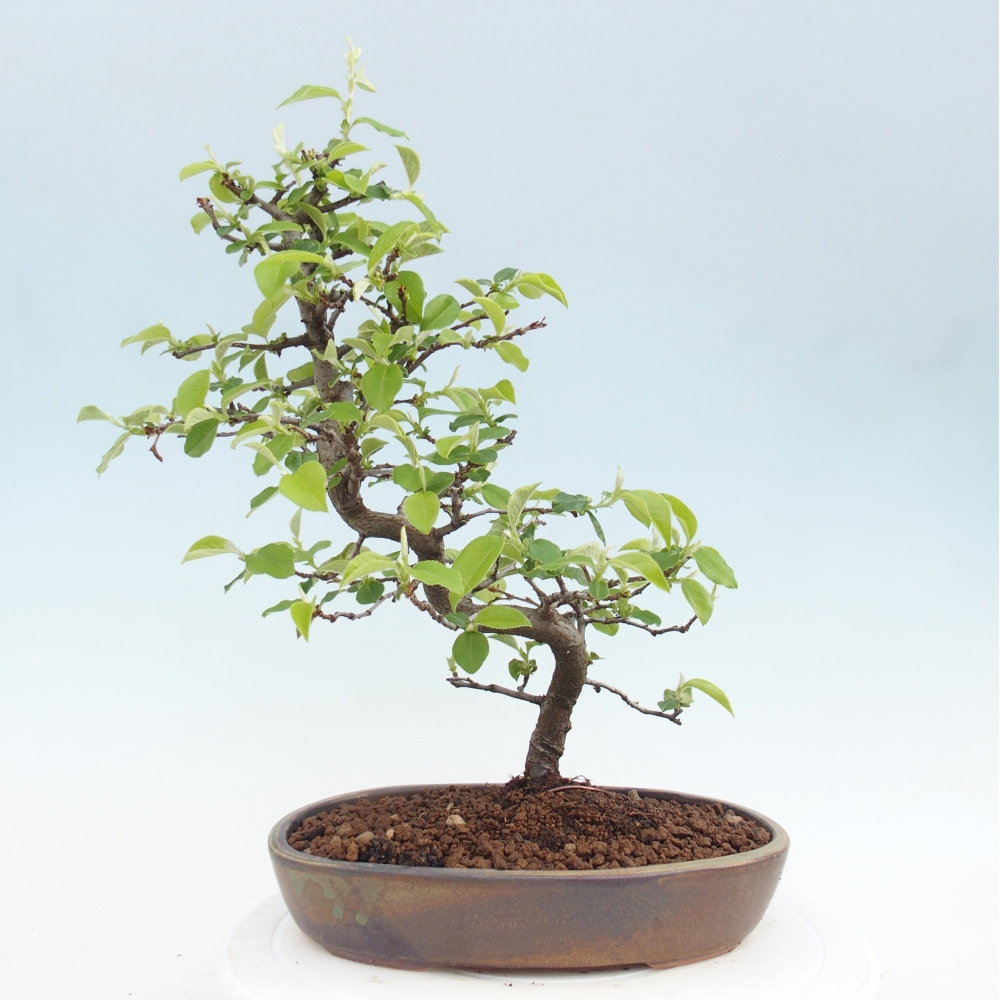 Bonsai voor buiten - Chaneomeles chinensis