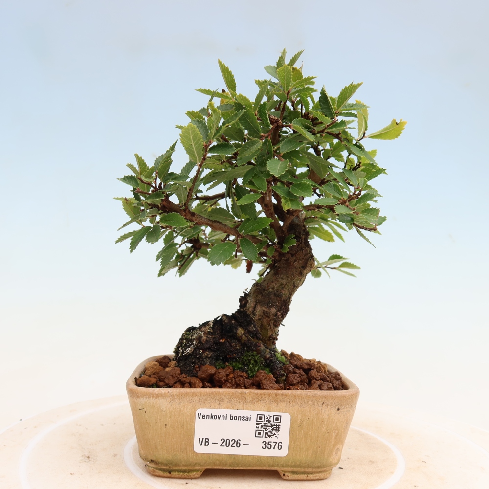 Bonsai voor buiten - Zelkova - Zelkova NIRE
