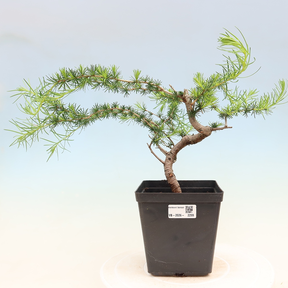Bonsai voor buiten -Larix decidua - Lariks