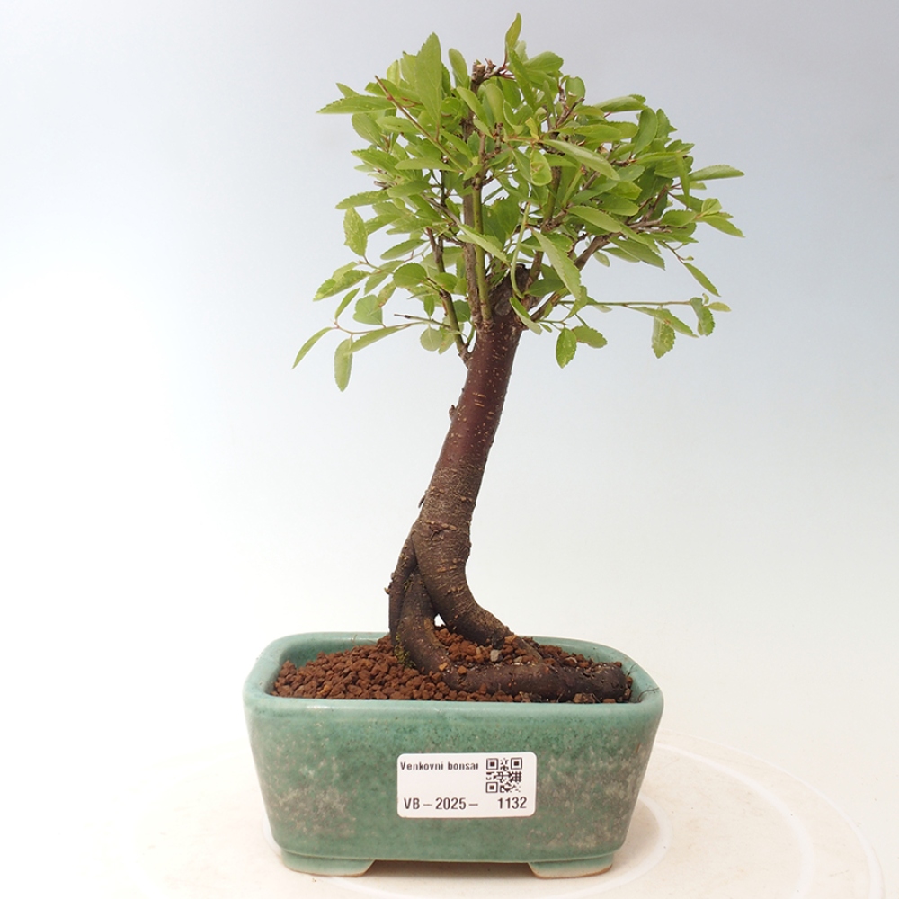 Bonsai voor buiten - Prunus spinosa