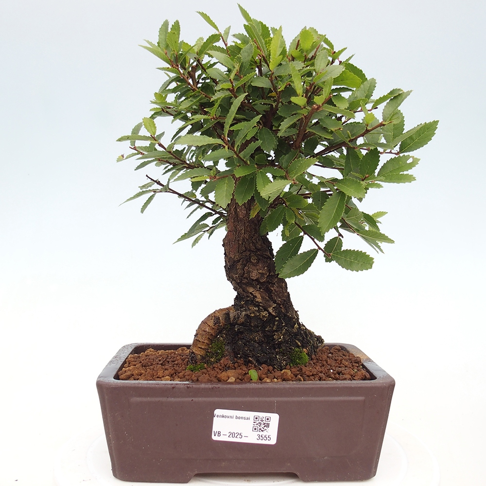 Bonsai voor buiten - Zelkova - Zelkova NIRE