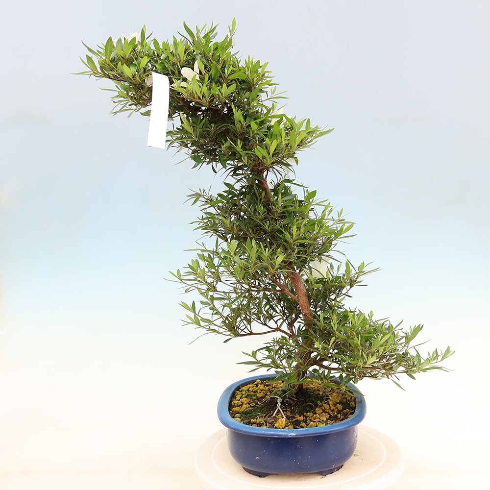 Bonsai voor buiten - Japanse Azalea - Azalea Hakurin