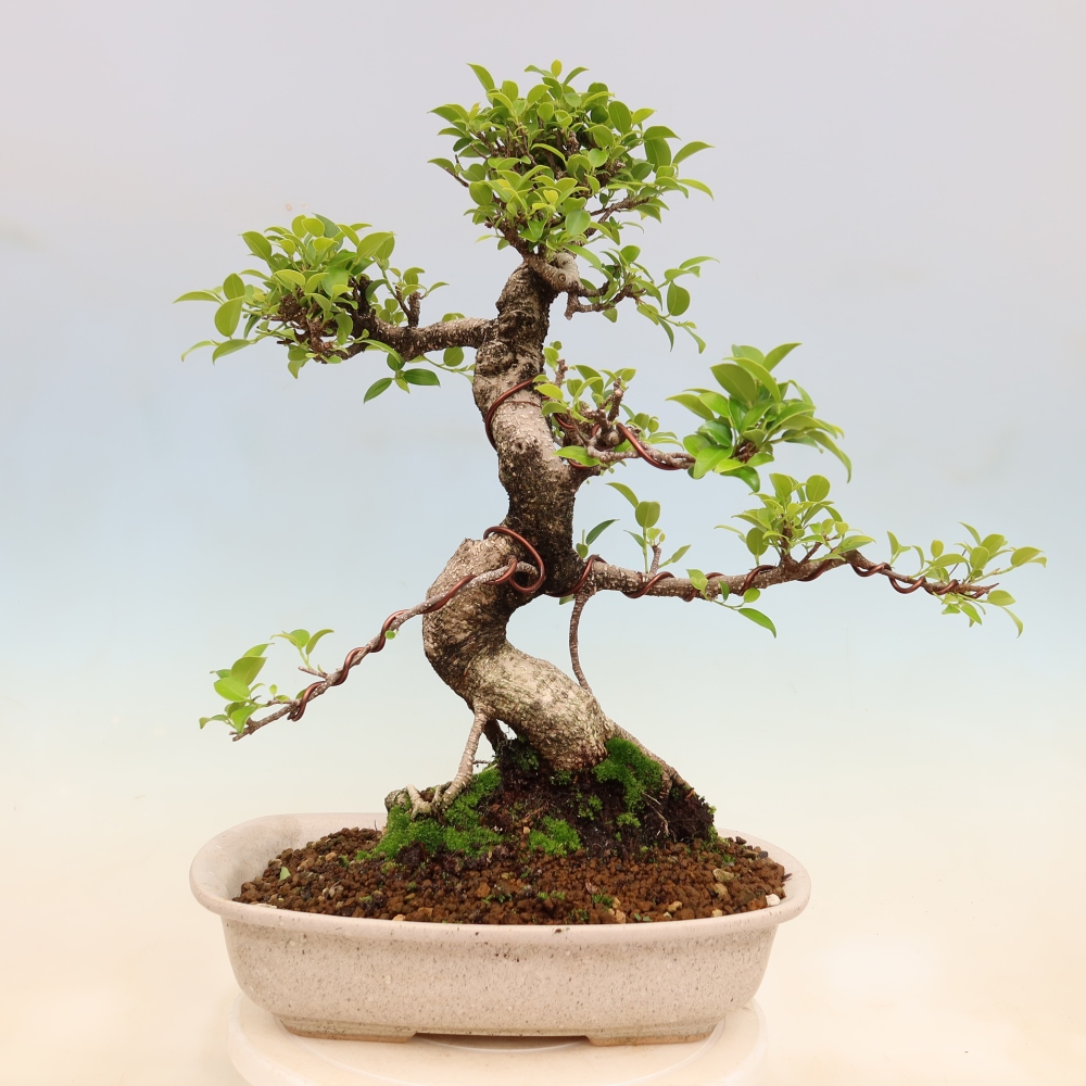 Kamerbonsai - Ficus kimmen - kleinbladige ficus