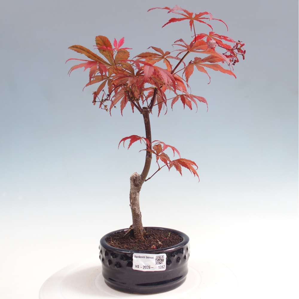 Bonsai voor buiten - Acer palm. Atropurpureum-Javorpalm