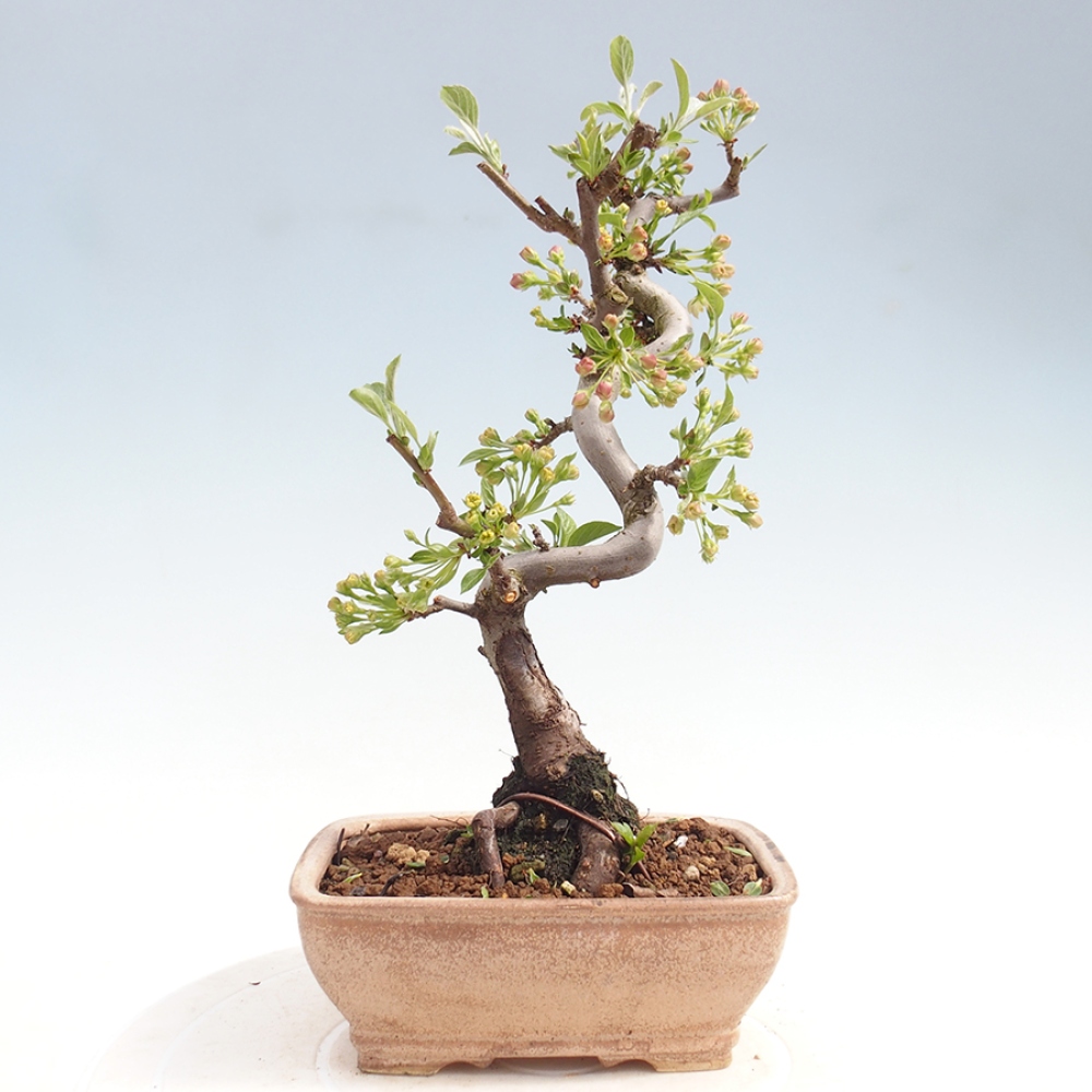 Bonsai voor buiten - Malus sargentii - Appelboom met kleine vruchten