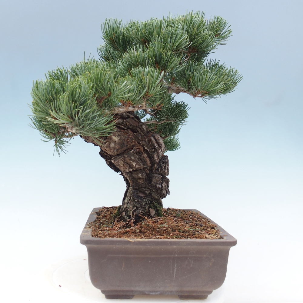 Bonsai voor buiten - Pinus parviflora - Pinus parviflora