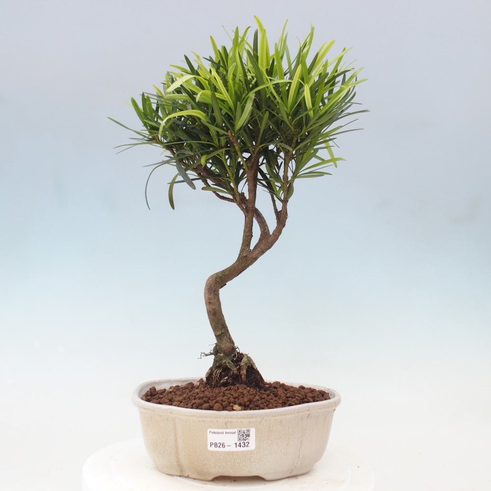 Kamerbonsai - Podocarpus - Taxus