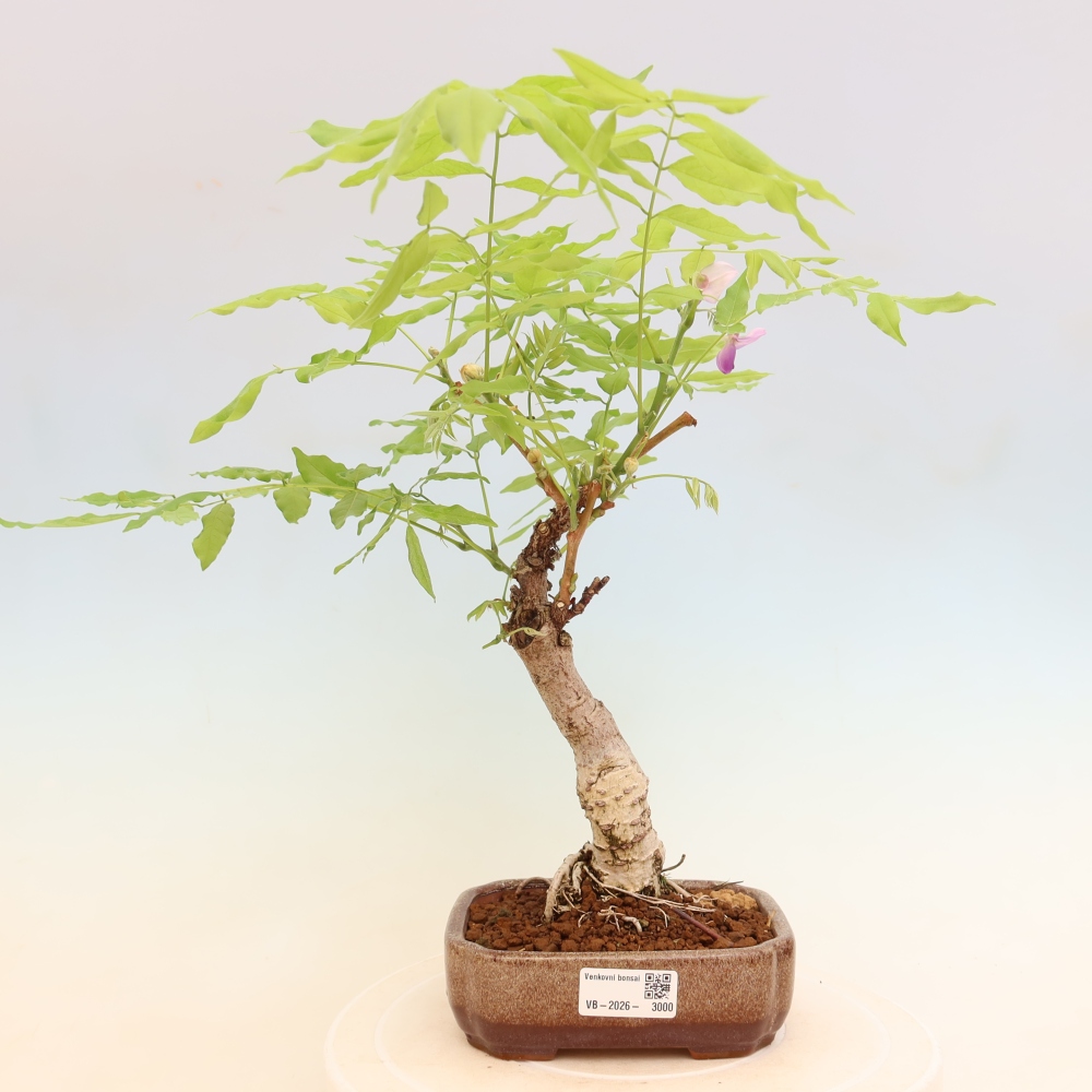 Bonsai voor buiten - Wisteria floribunda