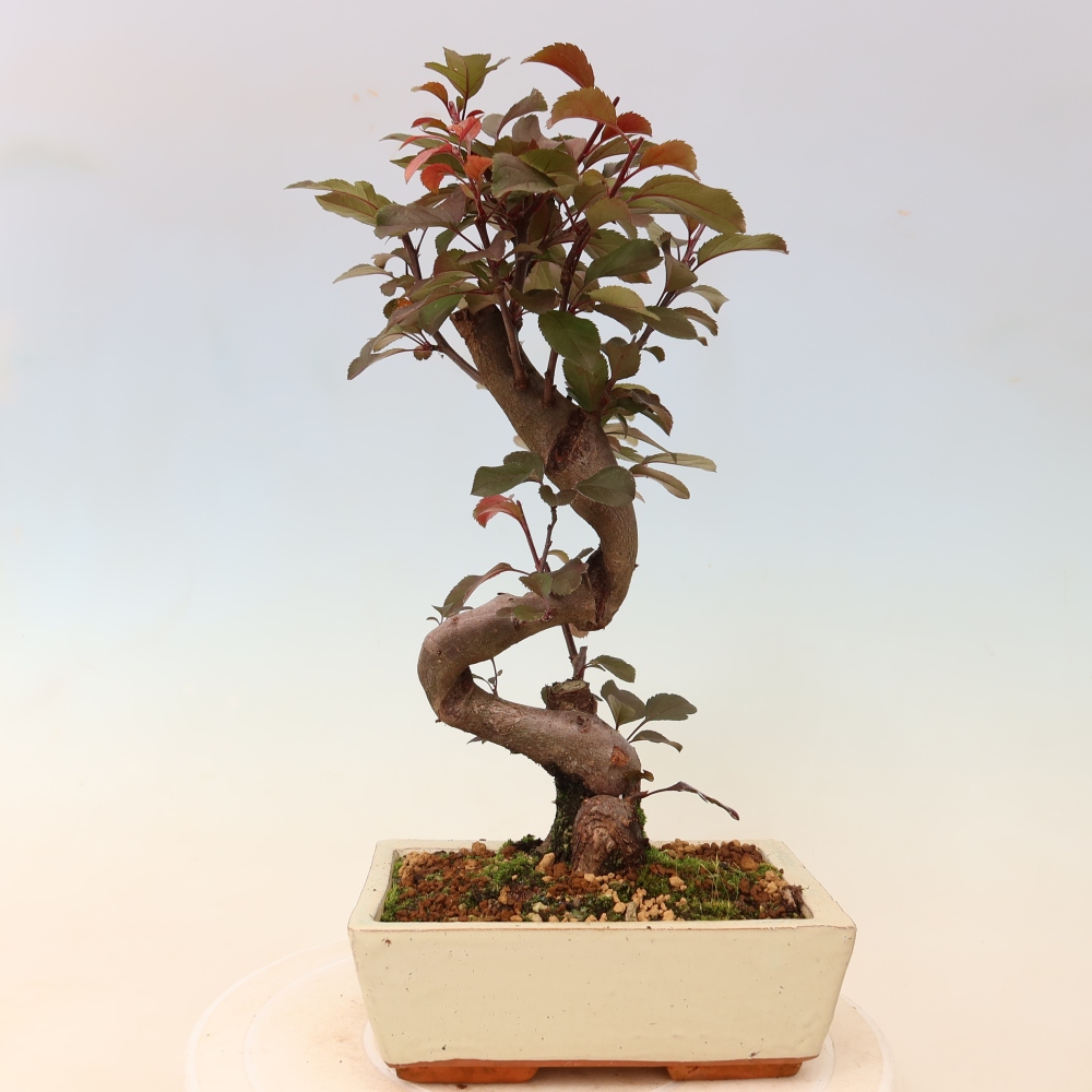 Bonsai voor buiten -Malus domestica - Roodbladige appelboom met kleine vruchten