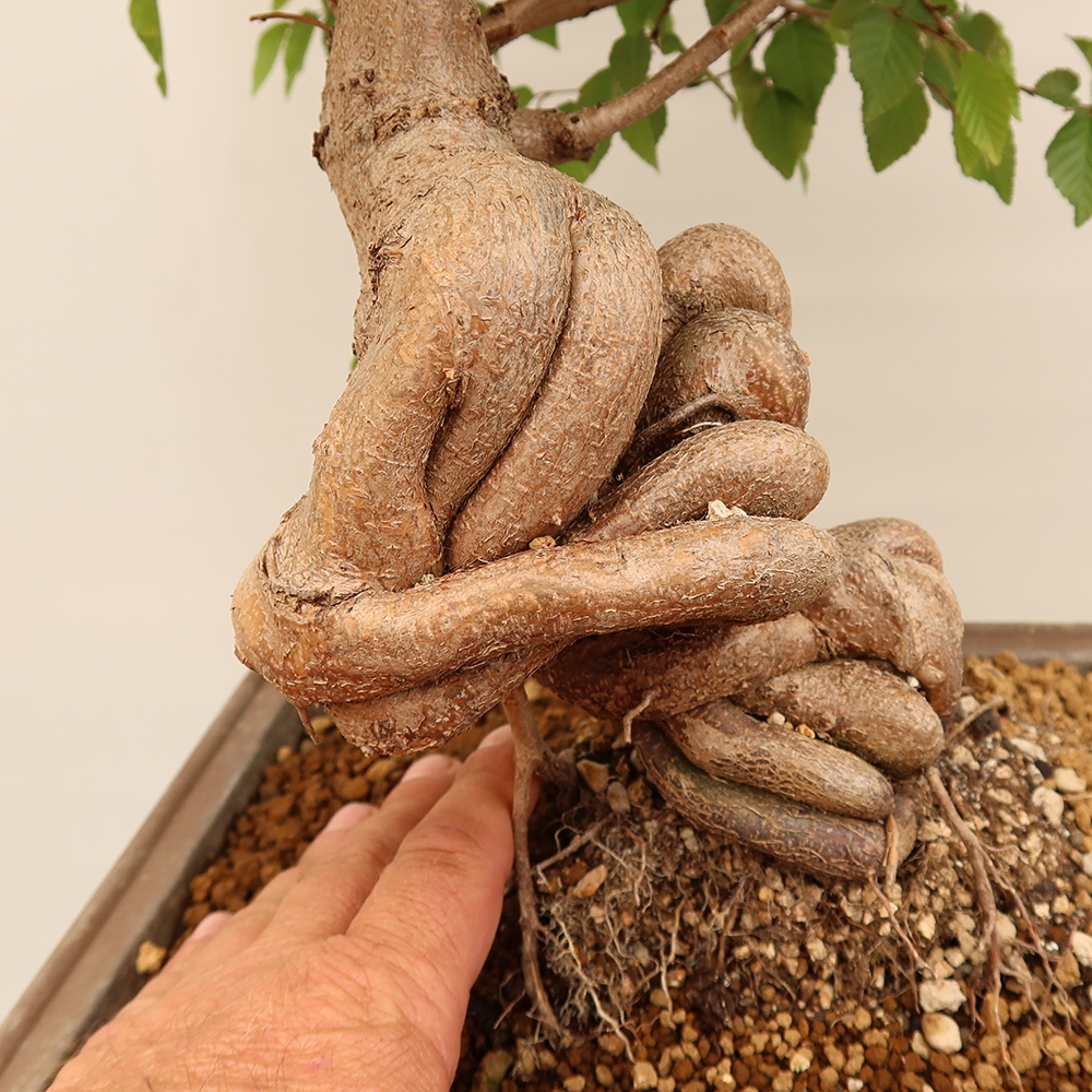 Bonsai voor buiten -Carpinus Coreana - Koreaanse haagbeuk