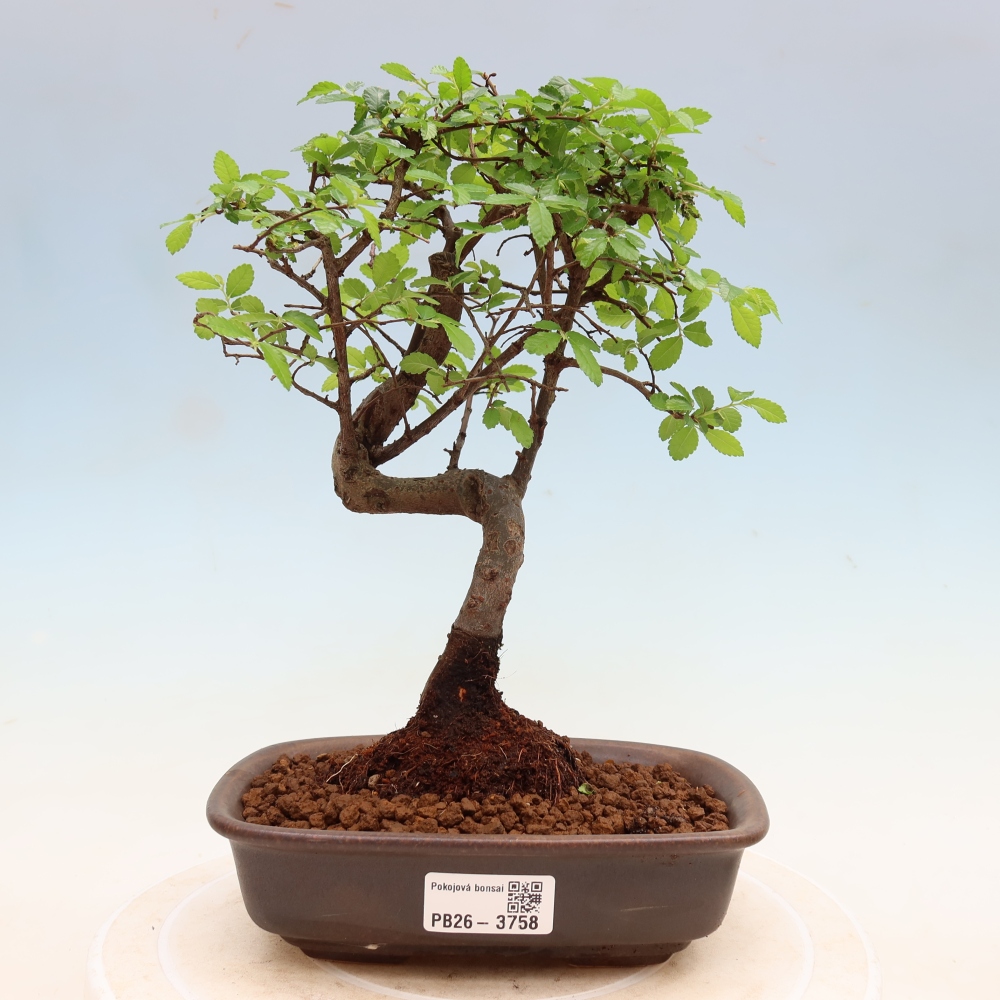 Kamerbonsai - Ulmus parvifolia - Winteriep