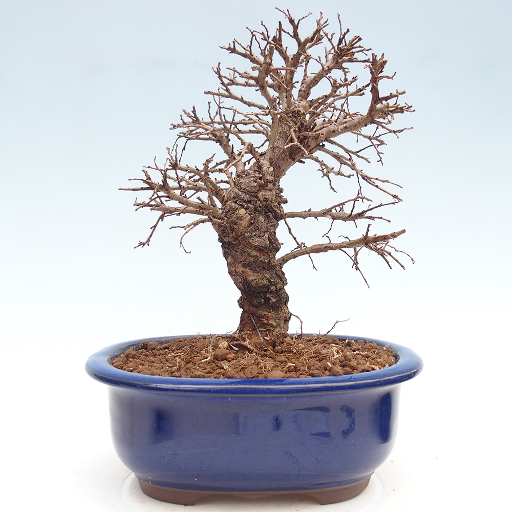 Bonsai voor buiten - Zelkova - Zelkova NIRE