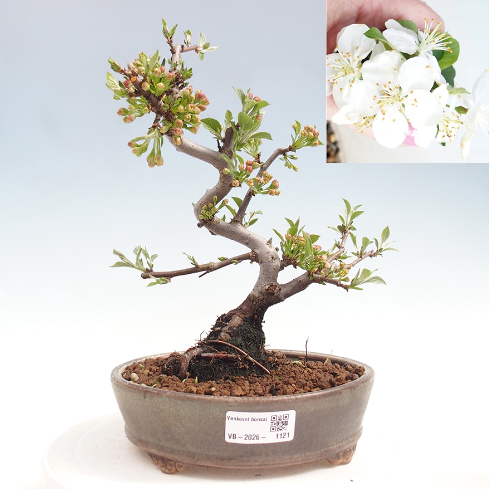 Bonsai voor buiten - Malus sargentii - Appelboom met kleine vruchten