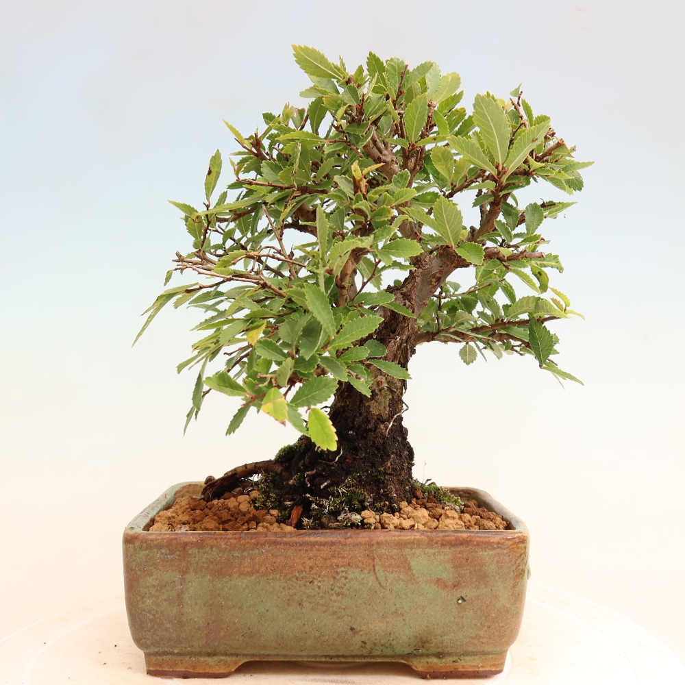 Bonsai voor buiten - Zelkova - Zelkova NIRE