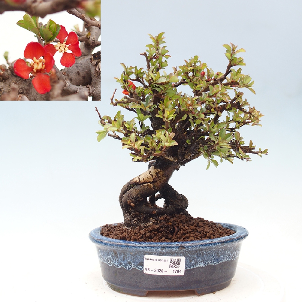 Bonsai voor buiten - Chaneomeles speciosa - Kweepeer