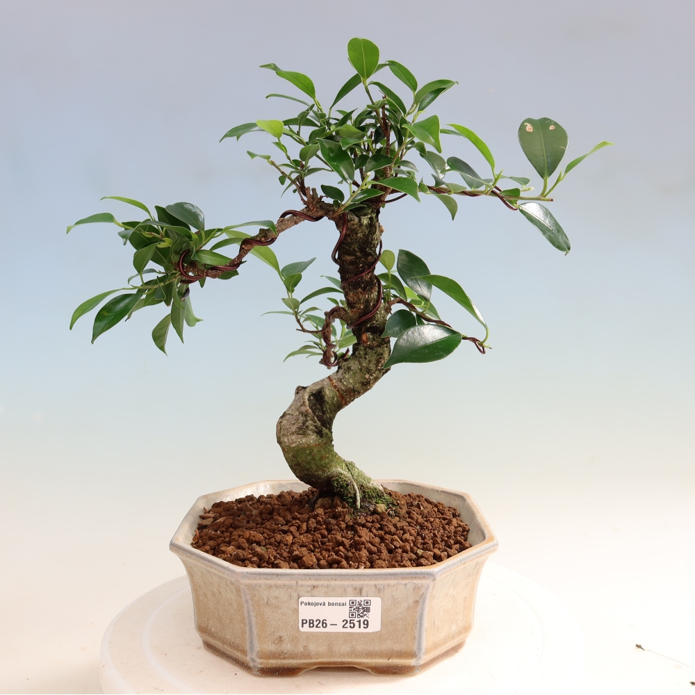 Kamerbonsai - Ficus retusa - kleinbladige ficus