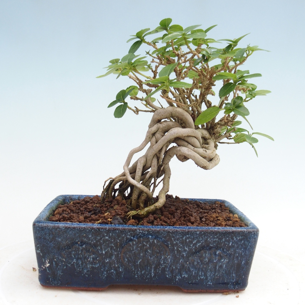 Bonsai voor binnen - Premna serratifolia - Kozlovna malolista
