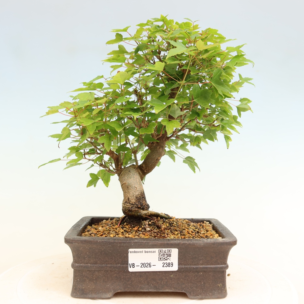 Bonsai voor buiten - Esdoorn Burger - Acer Burgerianum