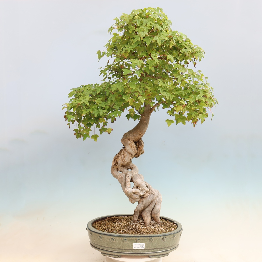 Bonsai voor buiten - Acer Buergerianum - Burgeresdoorn