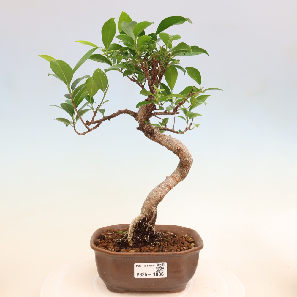 Kamerbonsai - Ficus retusa - kleinbladige ficus